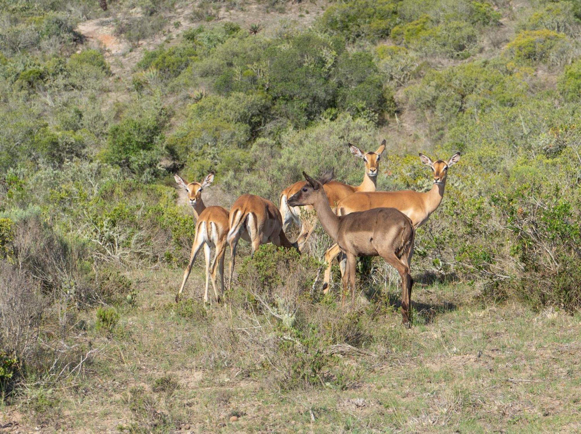 Hartenbos Private Game Lodge מראה חיצוני תמונה
