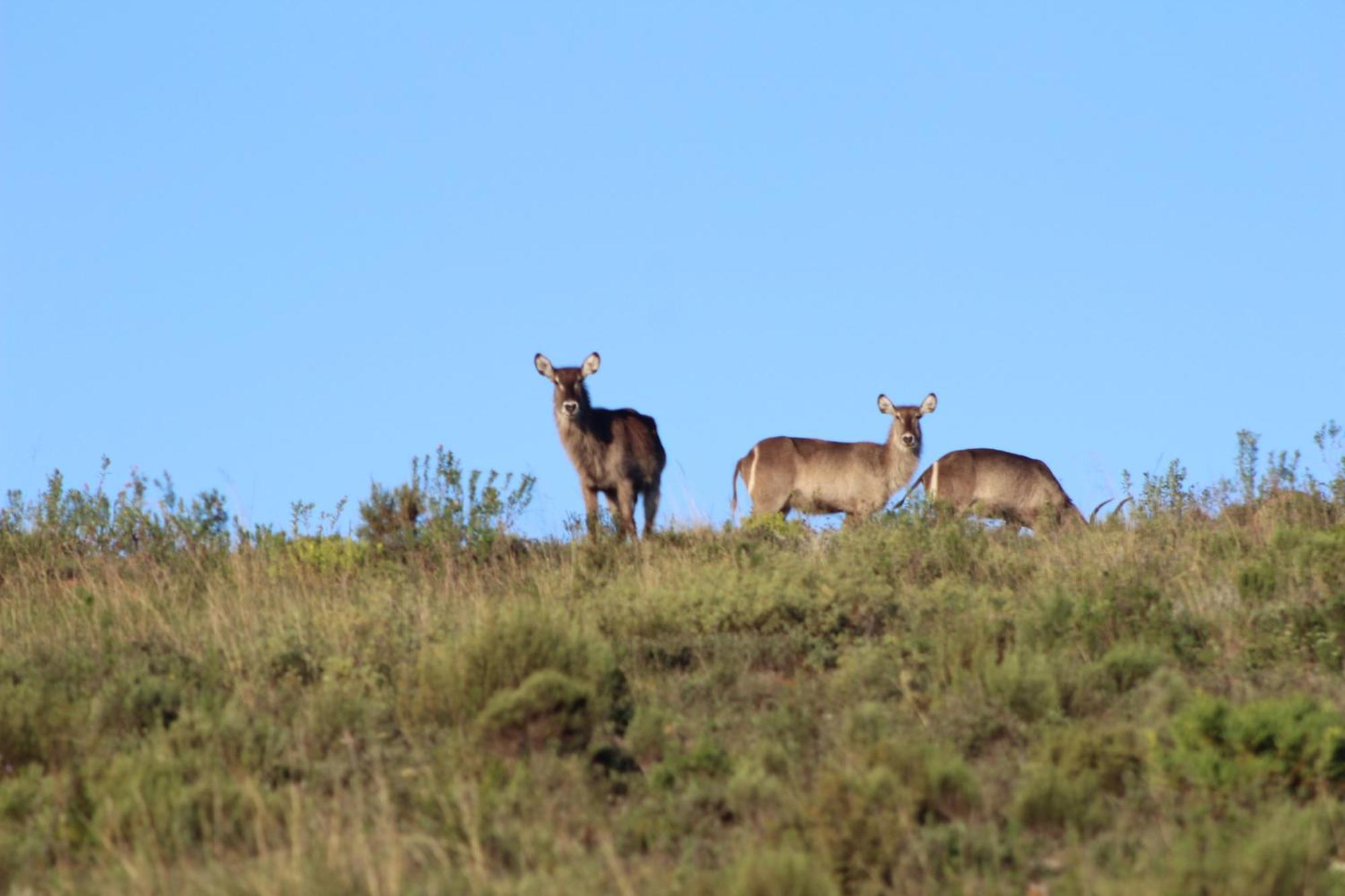 Hartenbos Private Game Lodge מראה חיצוני תמונה